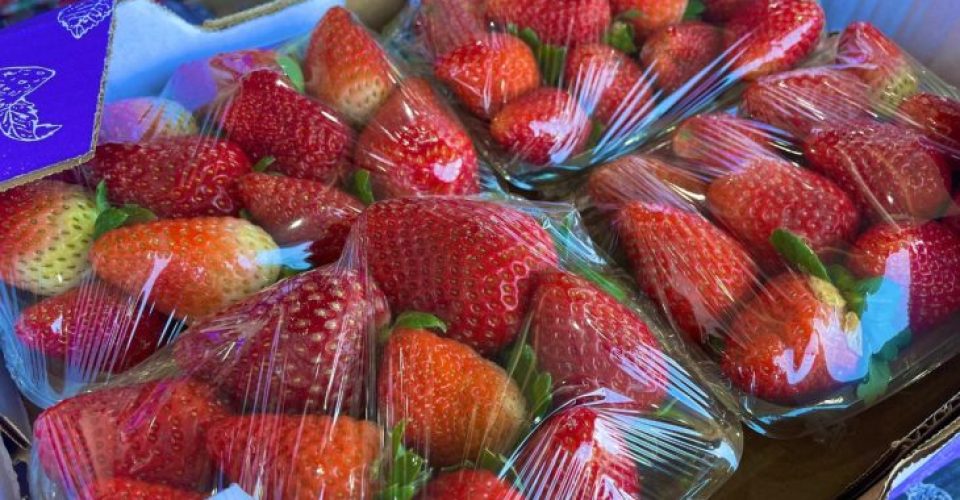 Foto: Comunicação Ceasa