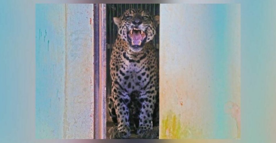 Foto: divulgação/Gov MS