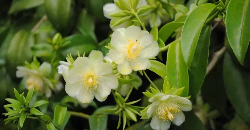 Foto: Andréia Bohner/ Wikimedia Commons