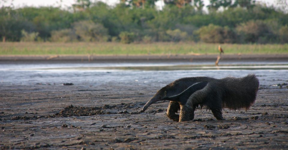 Mudanças climáticas preocupam autoridades que cuidam no Pantanal