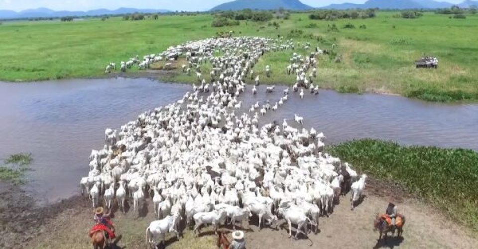 pantanal