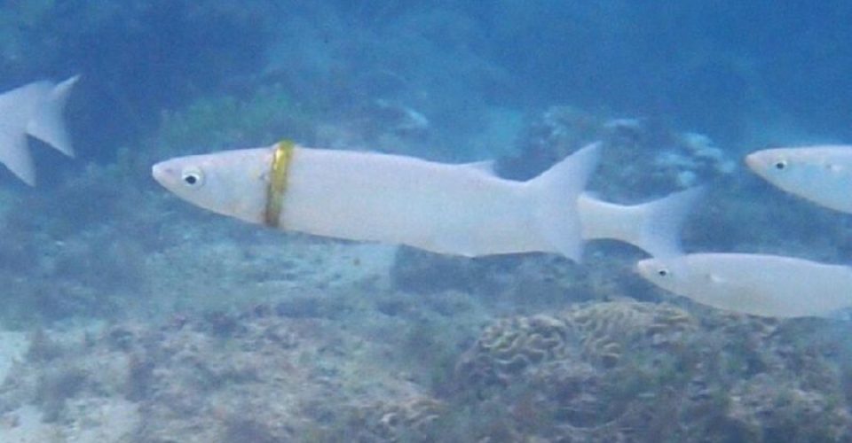 Foto do peixe preso na aliança - Divulgação/ Norfolkislandreef.com.au