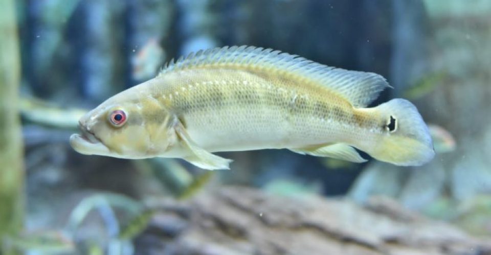 Tobias, como era chamado, morreu no dia 15 fevereiro em decorrência da idade avançada./Foto: Eduardo Coutinho