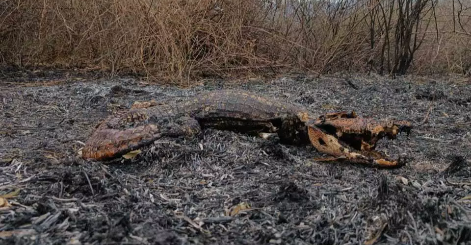 Bombeiros intensificam combate a incêncios no Pantanal