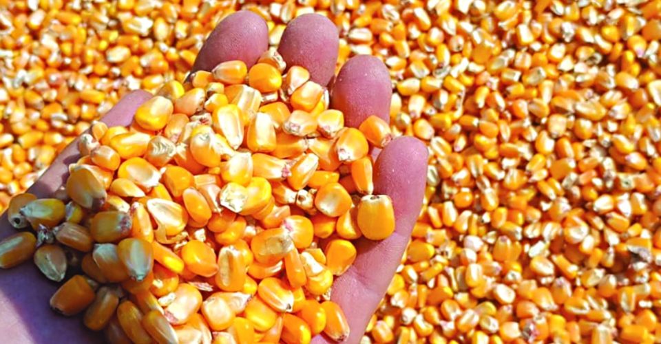 O Estado movimentou
227 bilhões de reais
com o agronegócio - Foto: Divulgação Aprosoja/MS