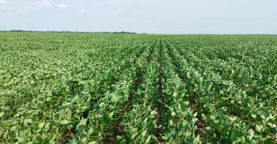 Plantio de soja Foto: arquivo