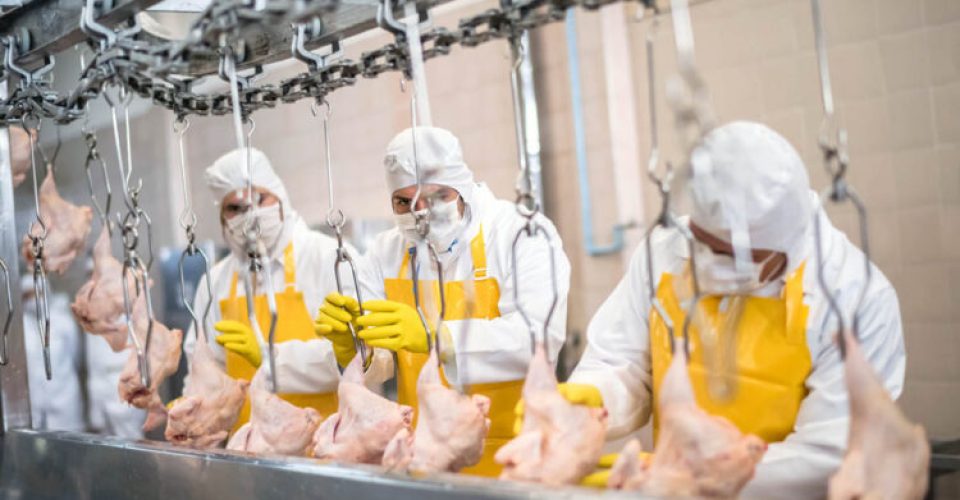 Group of people working at a chicken factory doing quality control