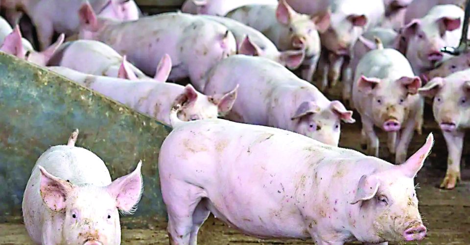 Mato Grosso do Sul alcançou 94,5 mil cabeças de sínos abatidas - Foto: Agência Brasil