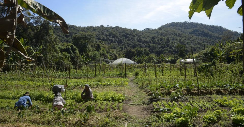 Foto: Horta na propriedade de Waldir Pollack em Paracatu de Baixo, distrito de Mariana, no local são cultivadas cerca de 40 variedades de hortaliças e legumes/Tomaz Silva