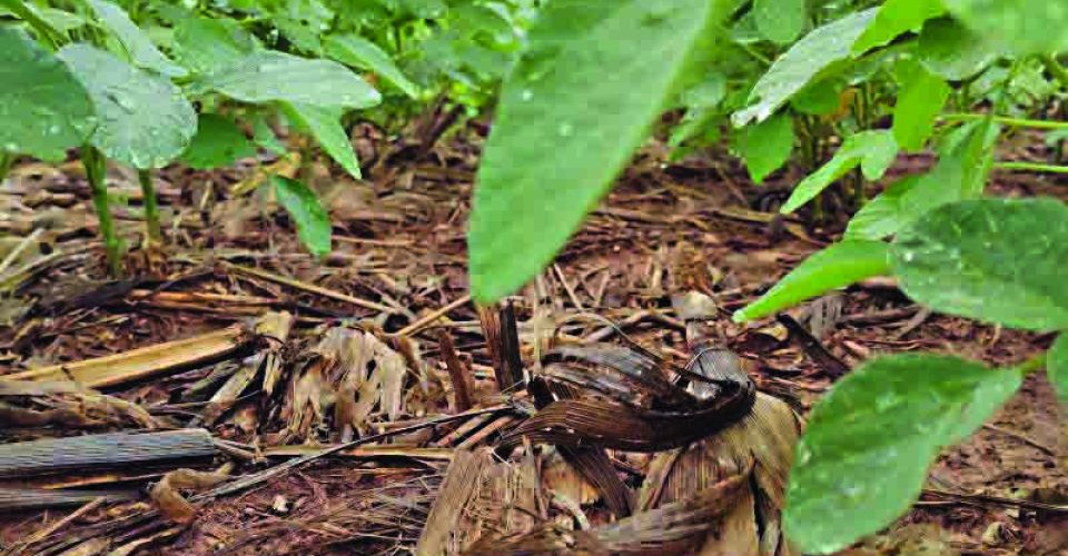 Vazio sanitário ganha protagonismo com reta final da soja e avanço do milho em MS - Foto: arquivo aprosojams