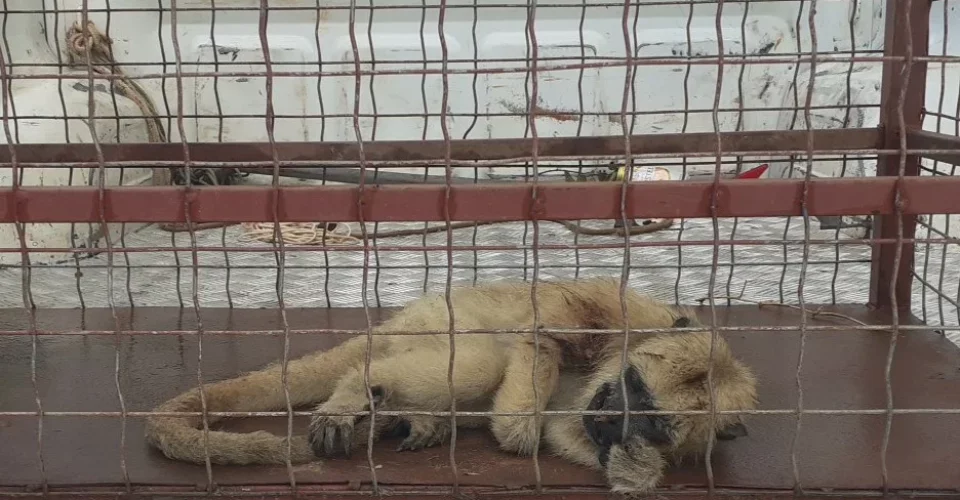 macaco bugio pma policia militar ambiental resgate animal silvestre